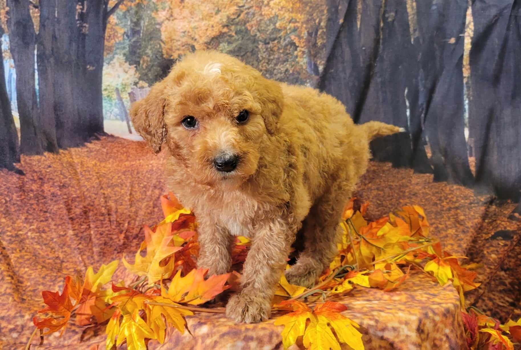 puppy, for, sale, Goldendoodle Mini F1B, Lana  Arnall, dog, breeder, Hartville, MO, dog-breeder, puppy-for-sale, forsale, nearby, find, puppyfind, locator, puppylocator, aca